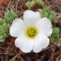 Oxalis enneaphylla 'Alba'